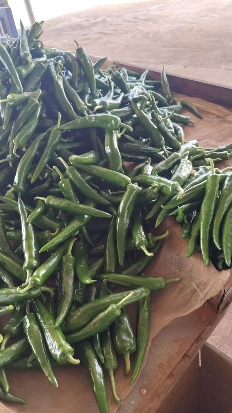 徐闻县精品青皮尖椒，诚信经营，全国代发。