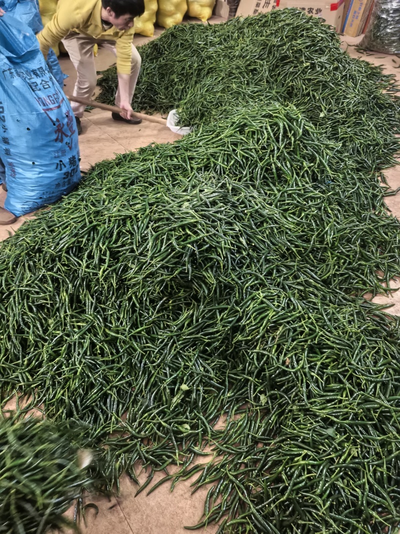 徐闻县小米椒，朝天椒，全国代发，诚信经营。