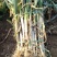 河南大葱钢葱量大从优口感脆甜种植基地新鲜蔬菜批发