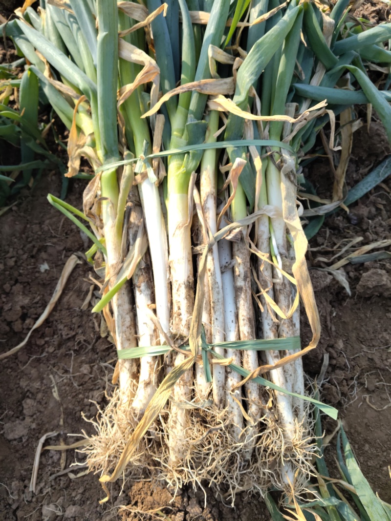 河南大葱钢葱量大从优口感脆甜种植基地新鲜蔬菜批发