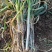 河南大葱钢葱量大从优口感脆甜种植基地新鲜蔬菜批发