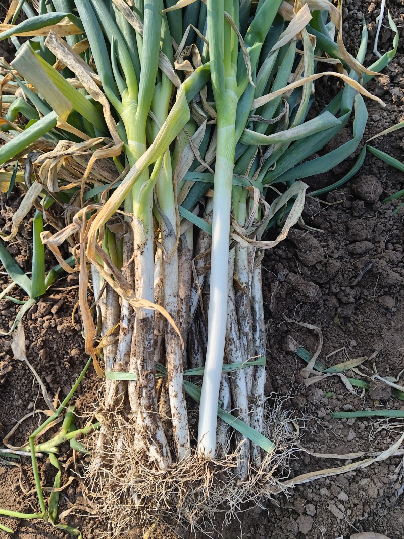 河南大葱钢葱量大从优口感脆甜种植基地新鲜蔬菜批发