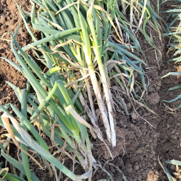 河南大葱钢葱量大从优口感脆甜种植基地新鲜蔬菜批发