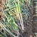河南大葱钢葱量大从优口感脆甜种植基地新鲜蔬菜批发