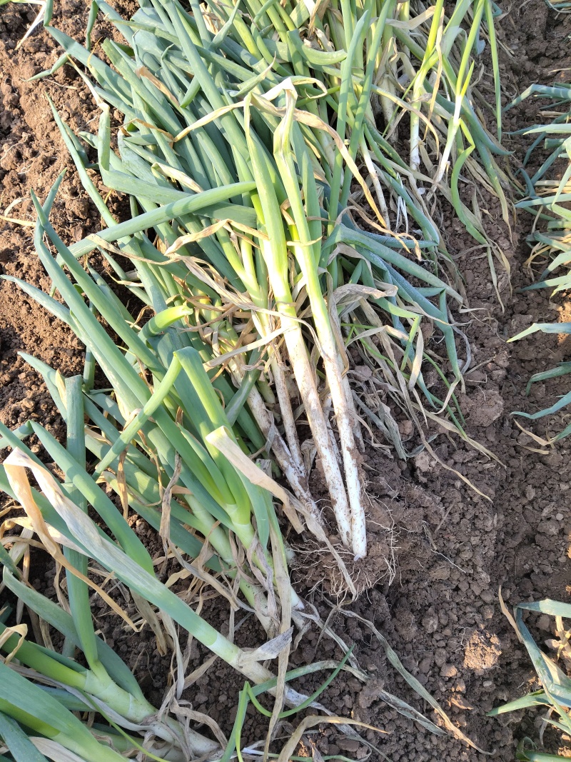 河南大葱钢葱量大从优口感脆甜种植基地新鲜蔬菜批发