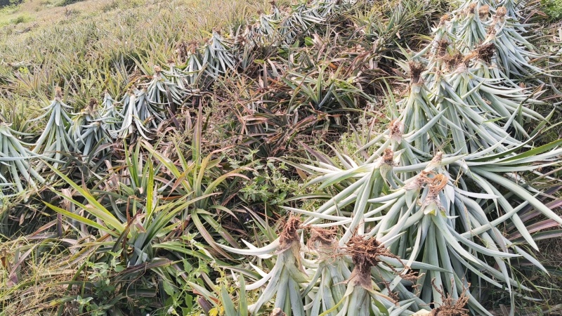 昌江16号大苗，3毛，大量有货