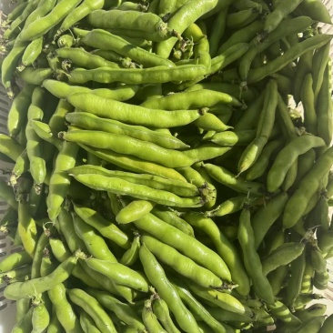 新鲜蚕豆