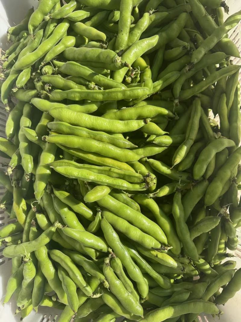 新鲜蚕豆