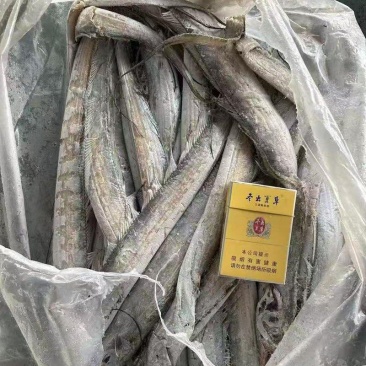 带鱼段带鱼2一3量的现货2柜