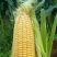 精品水果玉米供应电商微商批发商籽粒饱满无虚头