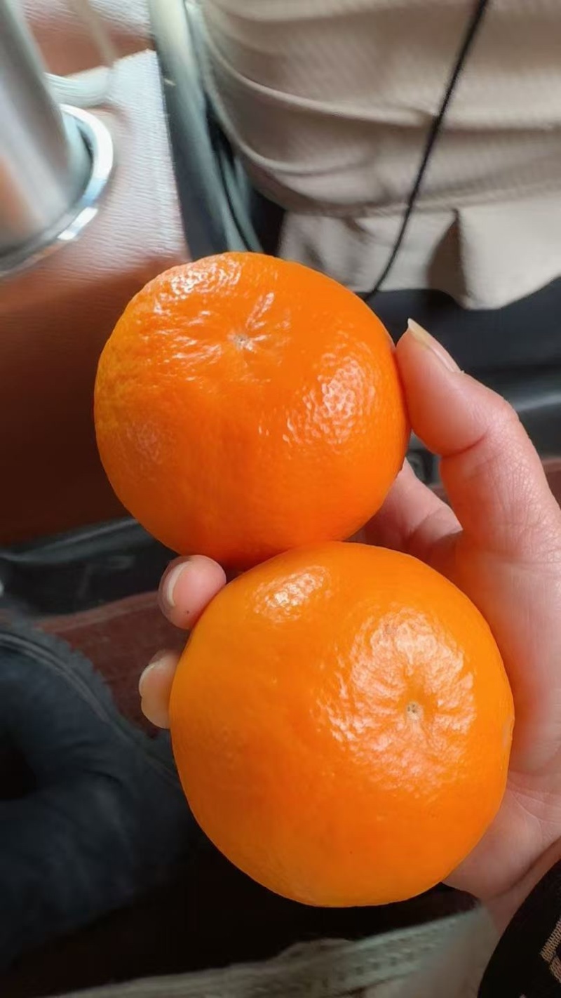 血橙，精品血橙，大量新鲜现货速发，保质保量欢迎选购