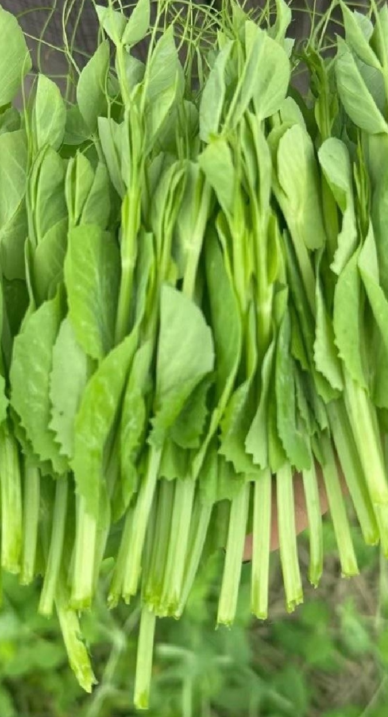 豌豆苗