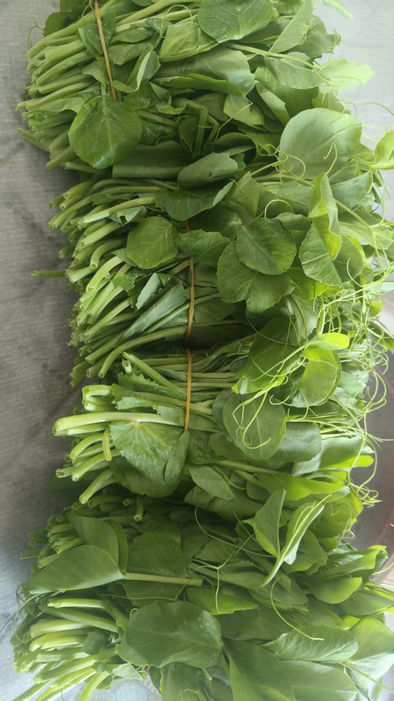 豌豆苗