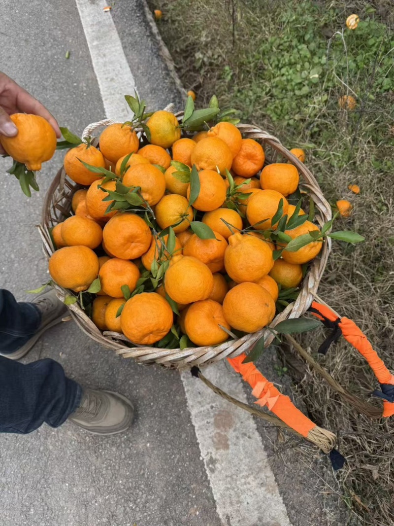 椪柑，四川精品椪柑大量现货速发，味美价廉，欢迎选购