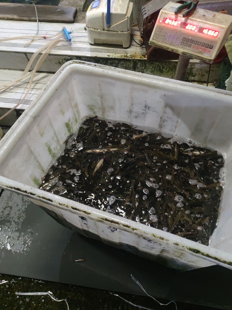 高原鳅豹鱼仔高端冷水鱼生态冷水鱼