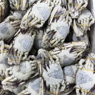【推荐】梭子蟹全规格现货/视频看货/品质保证/电询