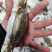 【推荐】梭子蟹全规格现货/视频看货/品质保证/电询
