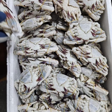 肥硬母梭子蟹自助餐避风塘**