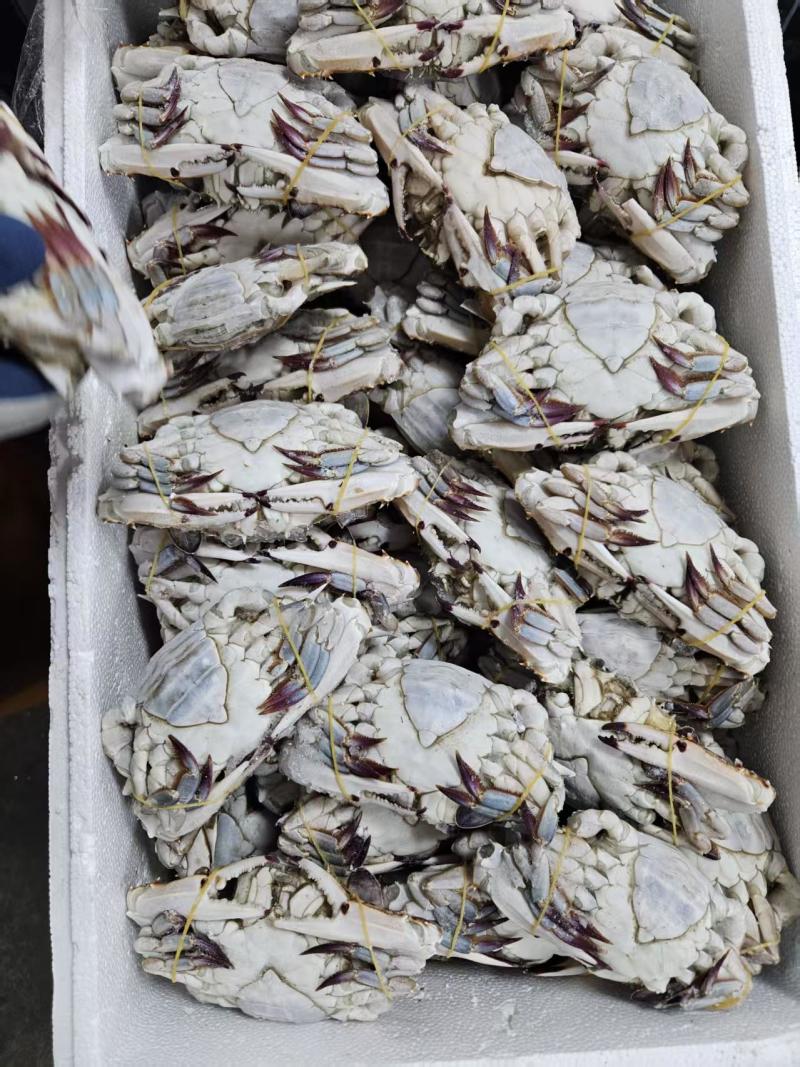 肥硬母梭子蟹自助餐避风塘**
