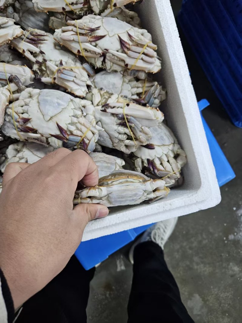 肥硬母梭子蟹自助餐避风塘**