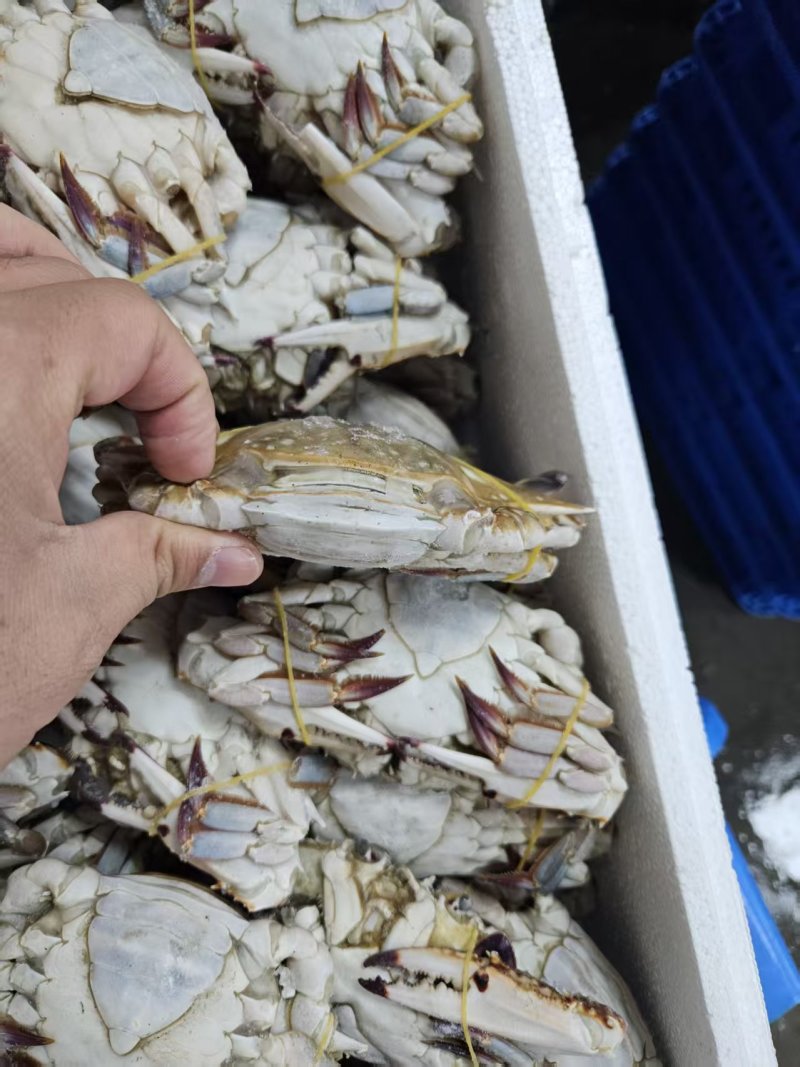 肥硬母梭子蟹自助餐避风塘**