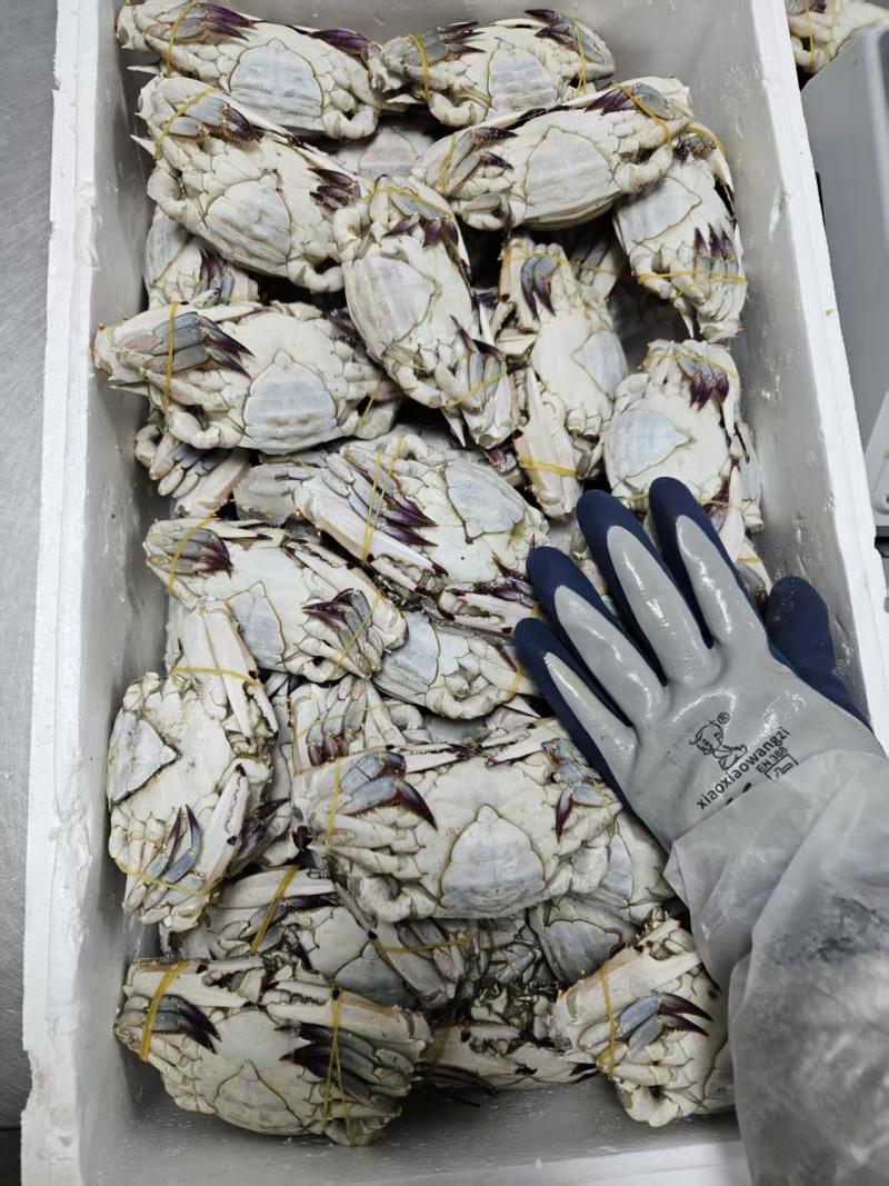 肥硬母梭子蟹自助餐避风塘**