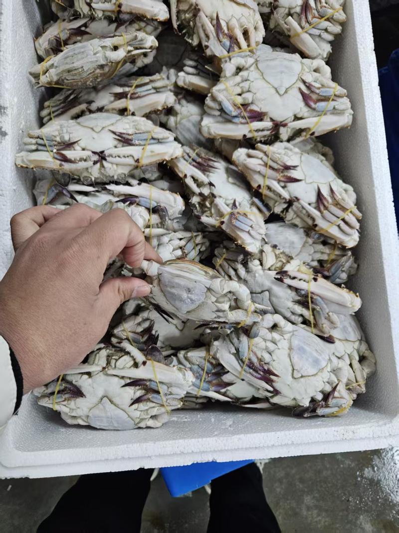 肥硬母梭子蟹自助餐避风塘**