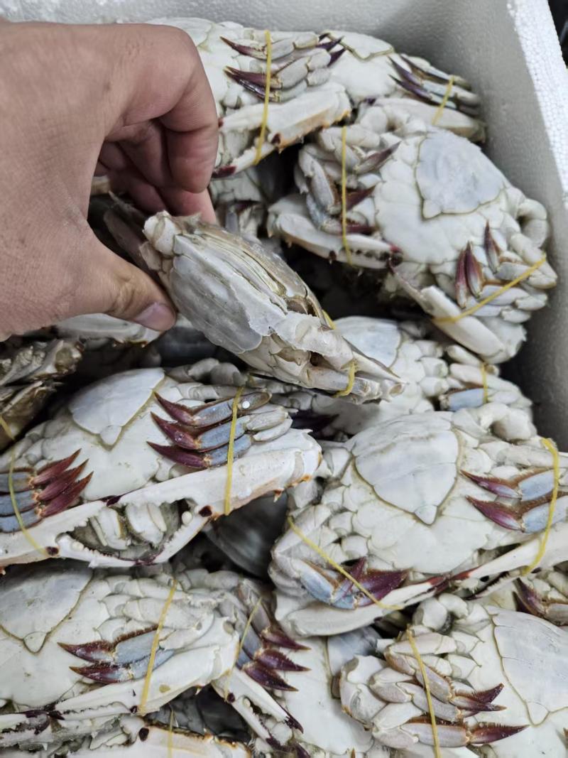 肥硬母梭子蟹自助餐避风塘**