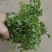香菜