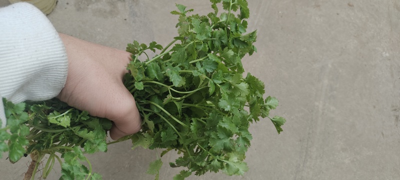 香菜