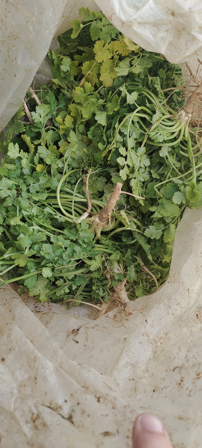 香菜