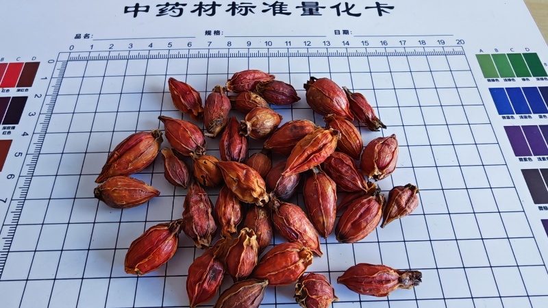 栀子。福建货，江西货过色选！颜色好，产地货源。量大价优！
