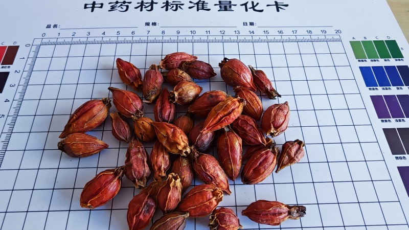 栀子。福建货，江西货过色选！颜色好，产地货源。量大价优！
