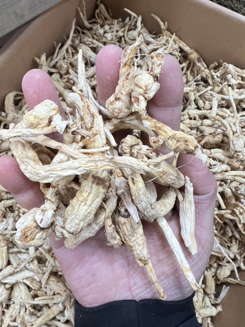 林下参子货打粉料，性价比特别高，打粉，煲汤，泡茶