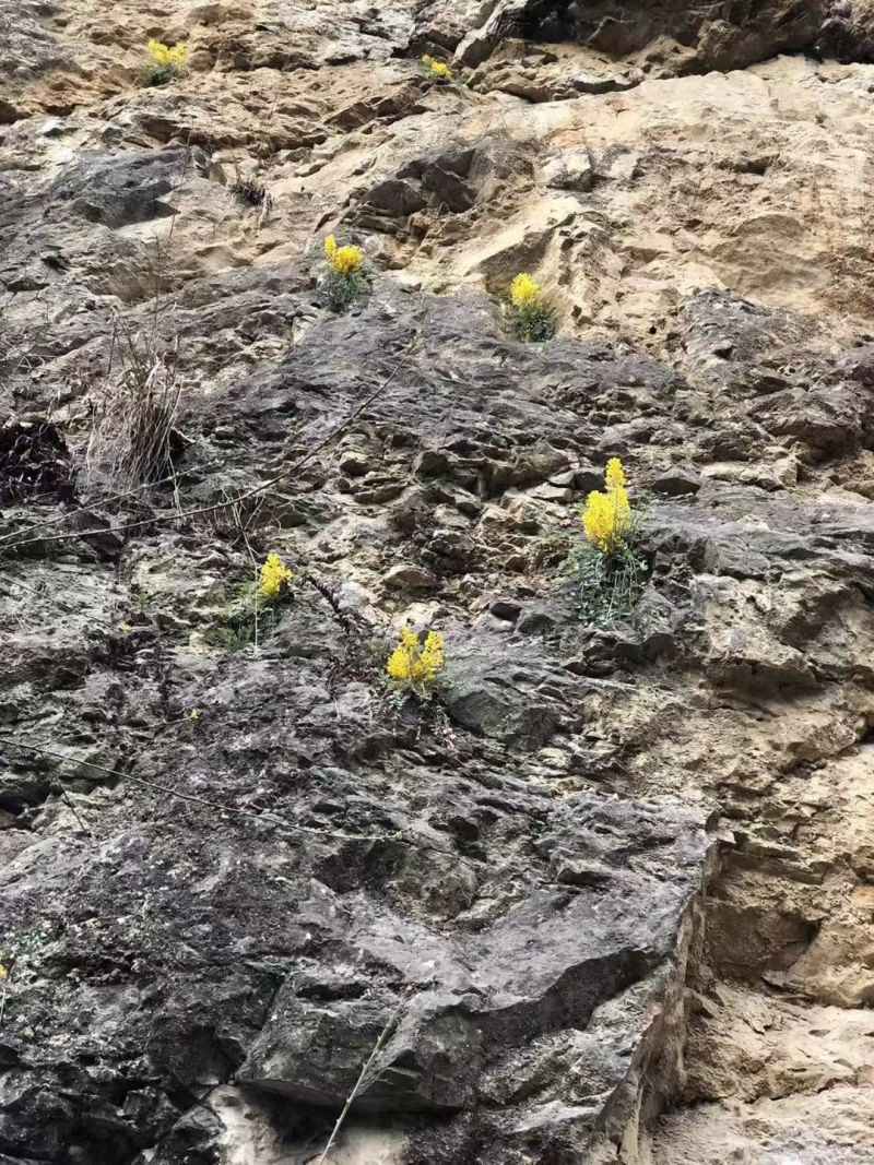 岩黄连云南大山岩黄连