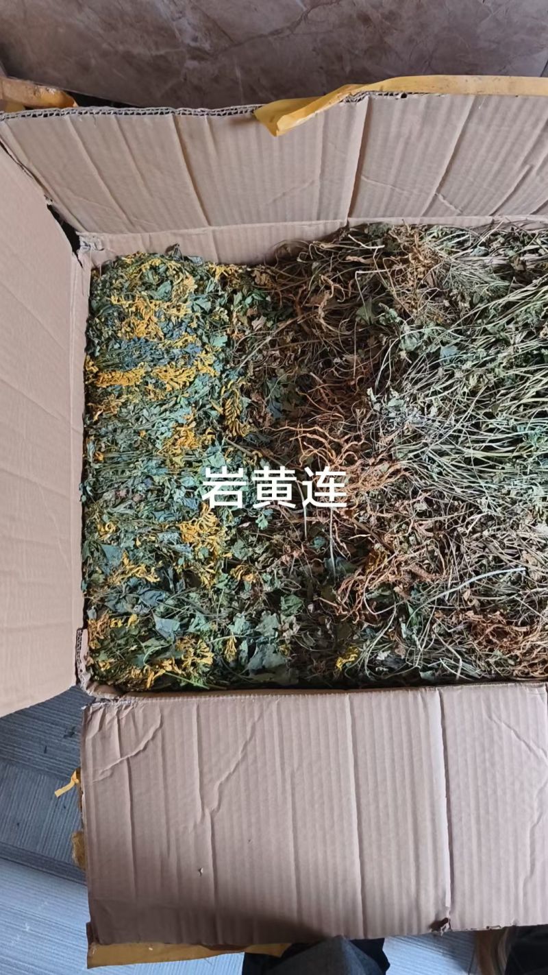岩黄连云南大山岩黄连