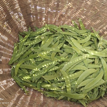 荚豆