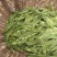 荚豆