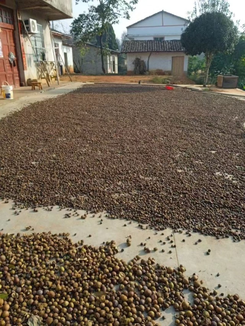 正宗高山上茶籽油纯茶籽油，无任何添加剂又新鲜