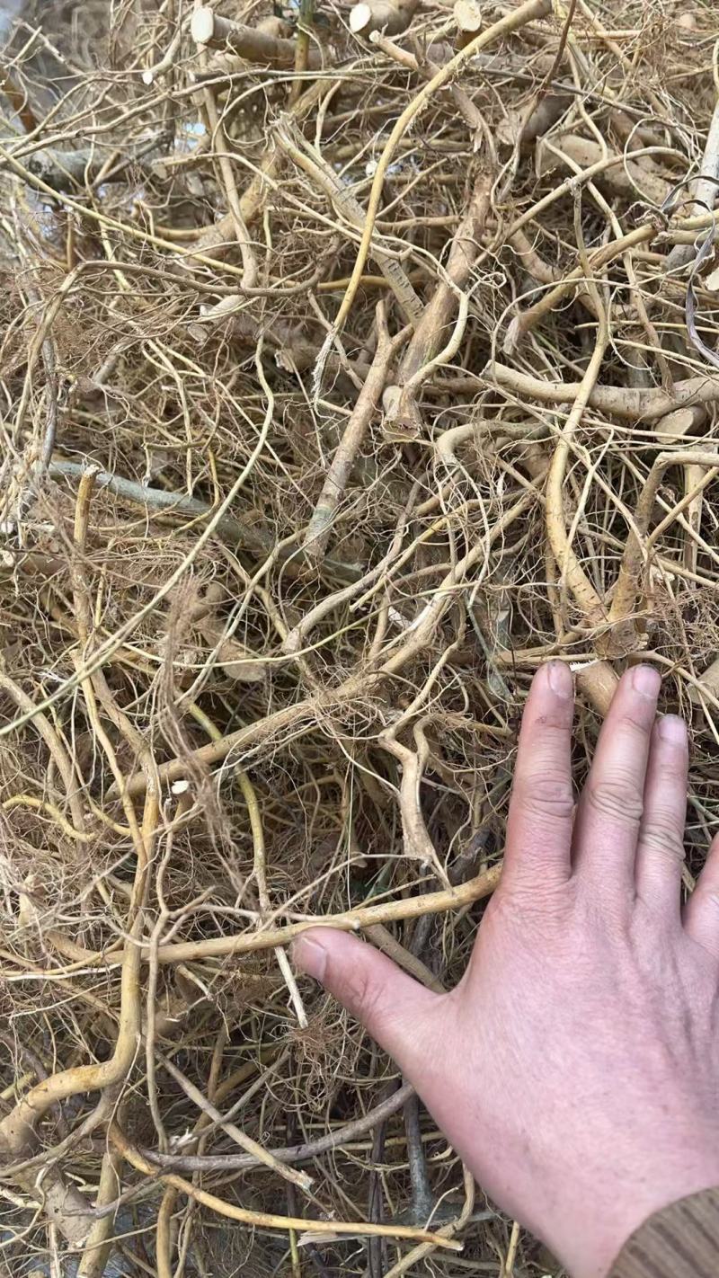 白花牛奶根干货
