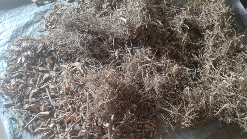白花牛奶根干货