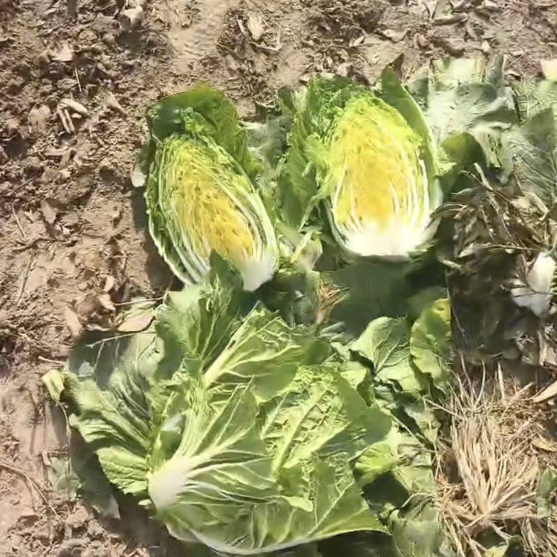 百亩黄芯白菜即将上市