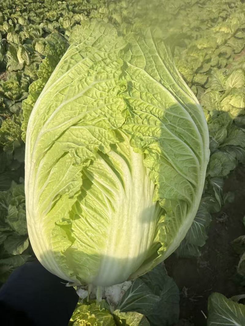 百亩黄芯白菜即将上市