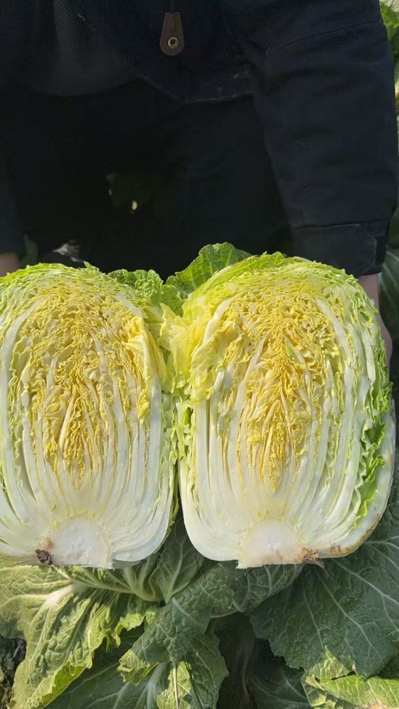 百亩黄芯白菜即将上市