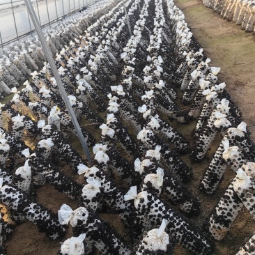 食用菌产品：香菇、黑木耳、菌棒