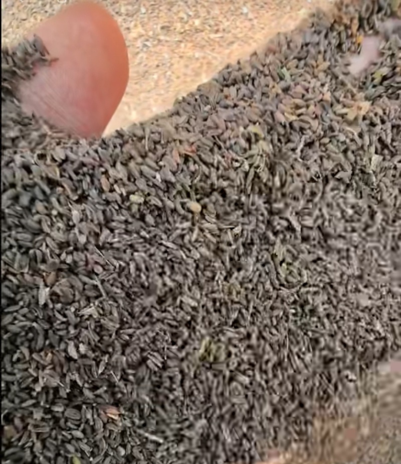 柴胡籽