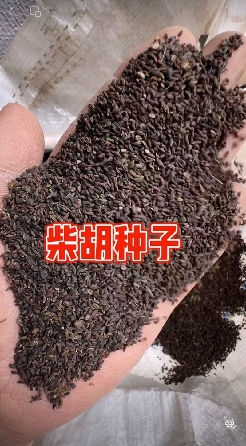 柴胡籽