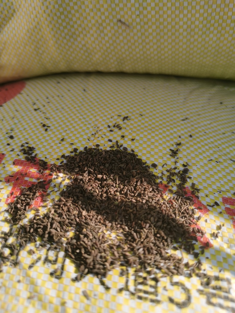 柴胡籽