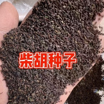 柴胡籽