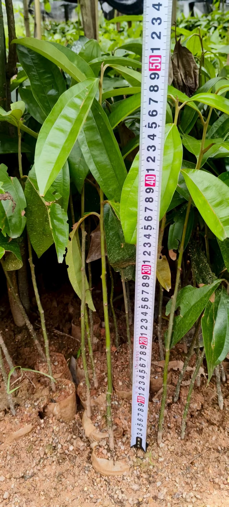 广西平南六陈杯苗